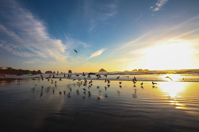 IMG_4756birdstakingoff